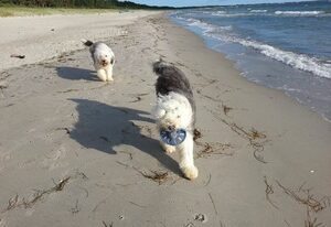 Ferienhaus Seehund