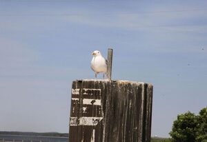 in Dranske an der Ostseeküste Rügens