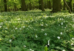 Anemone