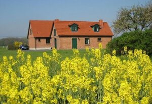 Kranich in Ummanz-Lüßvitz